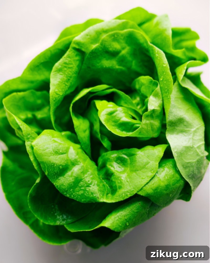 Fresh Butter Lettuce for Healthy Turkey Wraps A clear overhead image showcasing the fresh butter lettuce leaves, ideal for making sturdy and delicious Turkey Lettuce Wraps, emphasizing the crisp texture and perfect size for holding the filling.