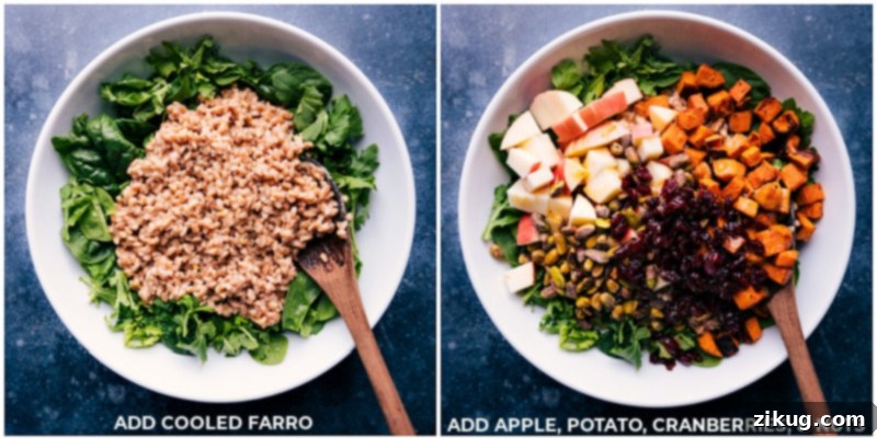 Assembling the Sweet Potato Farro Salad, layering fresh greens with flavorful cooked ingredients. Process shots: Adding the cooled, dressed farro to a large bowl of fresh salad greens, followed by diced apples, roasted sweet potatoes, dried cranberries, and chopped pistachios.