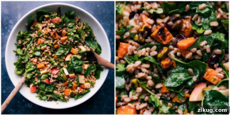A second process shot showing the vibrant assembled Sweet Potato Farro Salad, prior to the final dressing application, showcasing all the colorful ingredients mixed together.